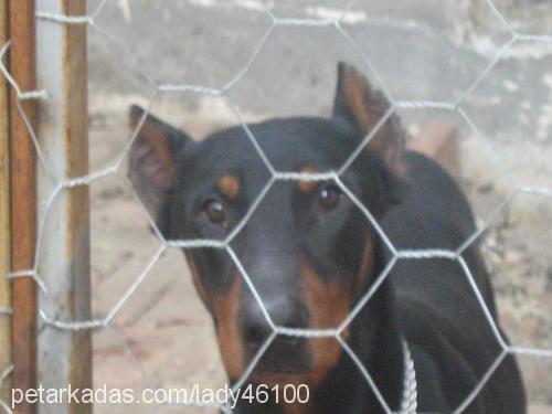 bulut Erkek Doberman Pinscher