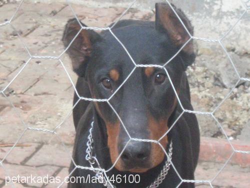 bulut Erkek Doberman Pinscher