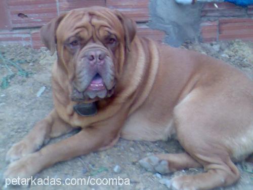 oburixvecaffee Erkek Fransız Mastiff