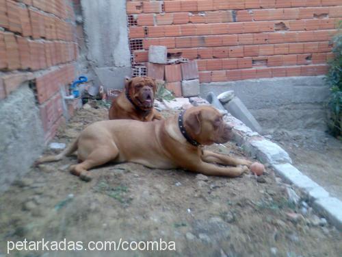 oburixvecaffee Erkek Fransız Mastiff