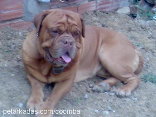 oburixvecaffee Erkek Fransız Mastiff