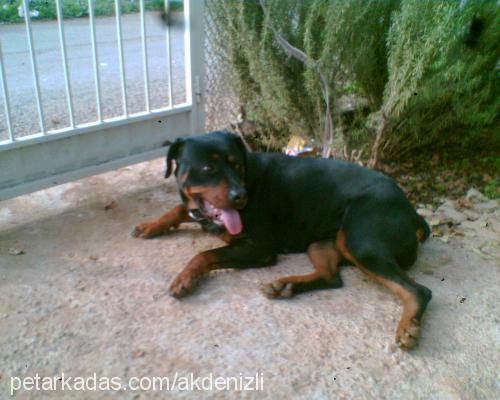 linda Dişi Rottweiler