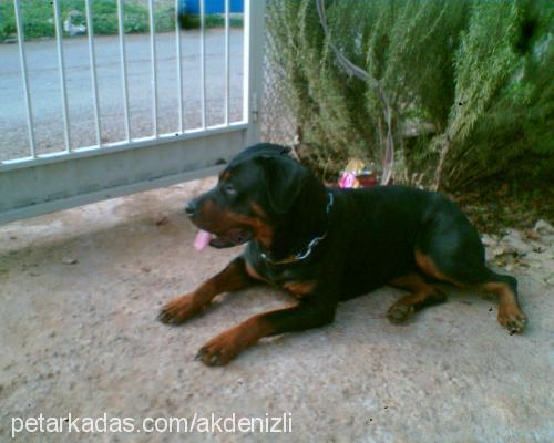 linda Dişi Rottweiler