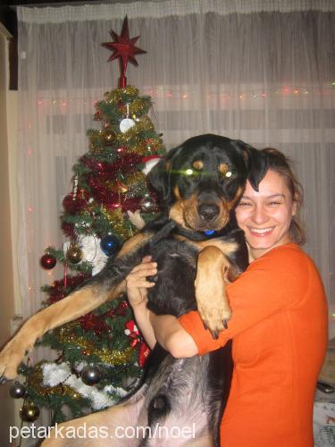 noel Erkek Rottweiler