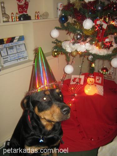 noel Erkek Rottweiler