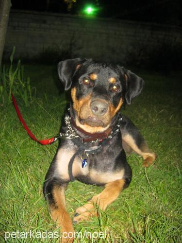 noel Erkek Rottweiler