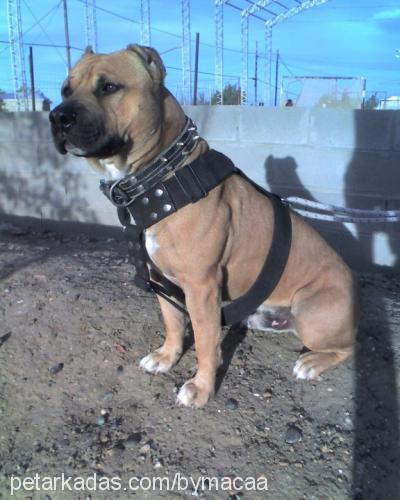 dodge Erkek Amerikan Staffordshire Terrier