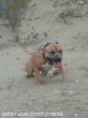 dodge Erkek Amerikan Staffordshire Terrier