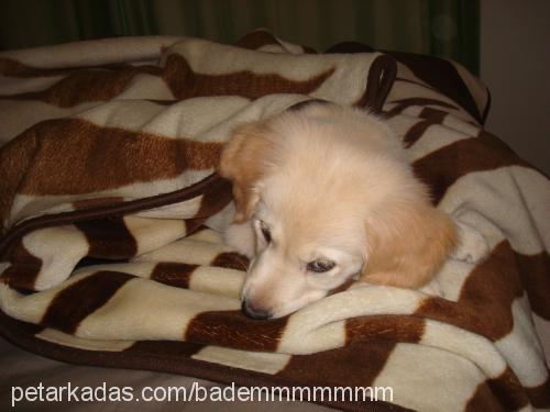 badem Dişi Golden Retriever