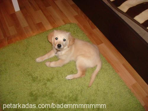 badem Dişi Golden Retriever