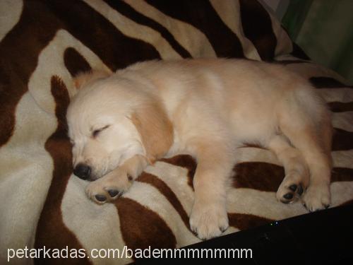 badem Dişi Golden Retriever