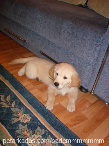 badem Dişi Golden Retriever