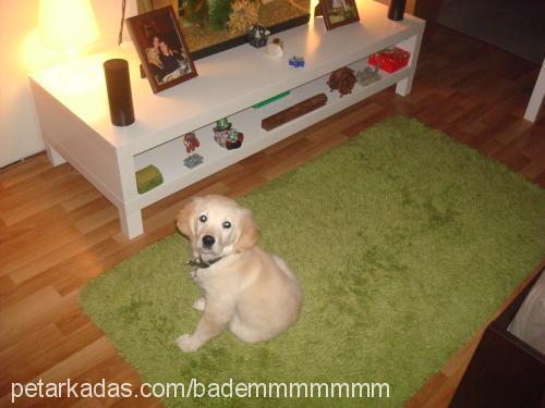 badem Dişi Golden Retriever