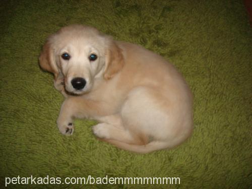 badem Dişi Golden Retriever