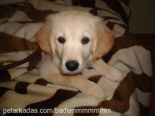 badem Dişi Golden Retriever