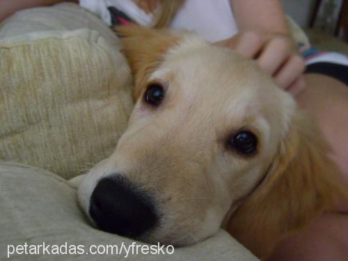 zazİ Dişi Golden Retriever