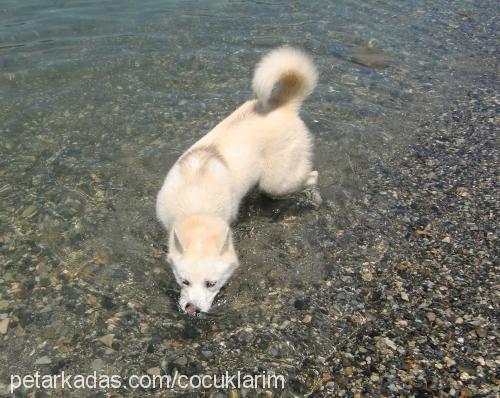 çilek Dişi Sibirya Kurdu (Husky)