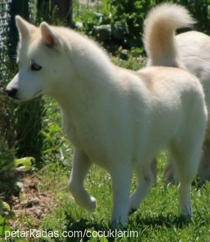 çilek Dişi Sibirya Kurdu (Husky)