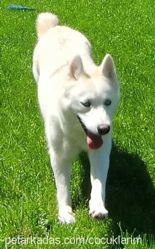 çilek Dişi Sibirya Kurdu (Husky)