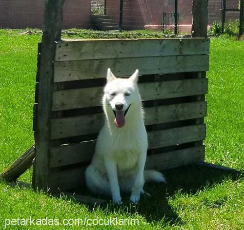 çilek Dişi Sibirya Kurdu (Husky)