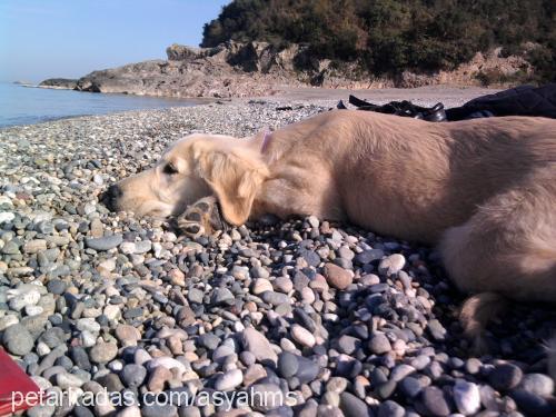 barbie Dişi Golden Retriever