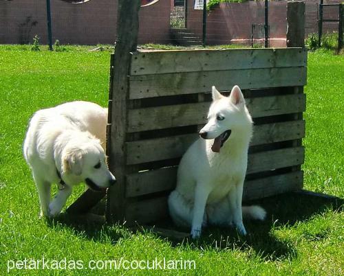 çilek Dişi Sibirya Kurdu (Husky)