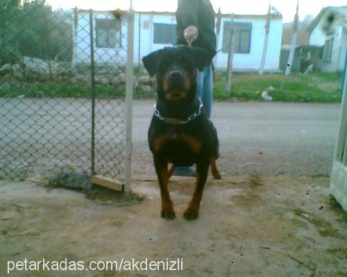 linda Dişi Rottweiler