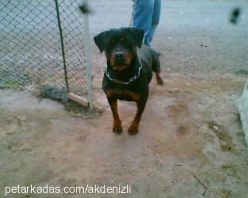 linda Dişi Rottweiler