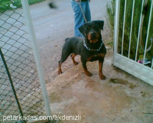 linda Dişi Rottweiler