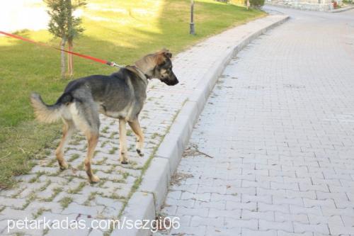 sezgi Dişi Belçika Tervuren