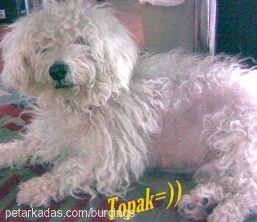 topak Erkek West Highland White Terrier