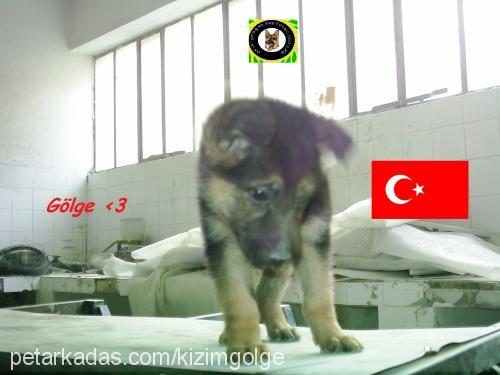 gölge Dişi Alman Çoban Köpeği