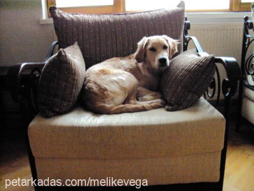 vega Erkek Golden Retriever