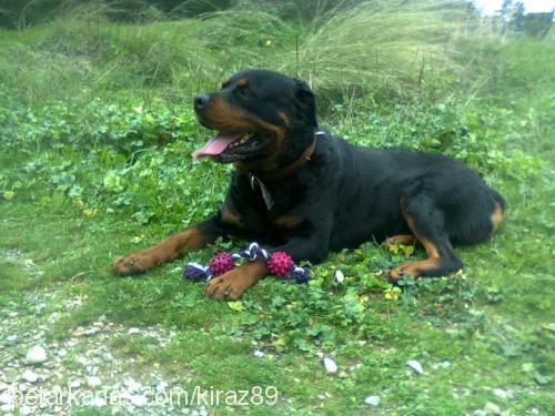 paŞa Erkek Rottweiler