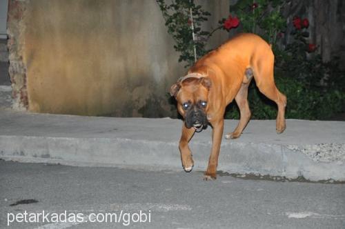 gobİ Erkek Boxer