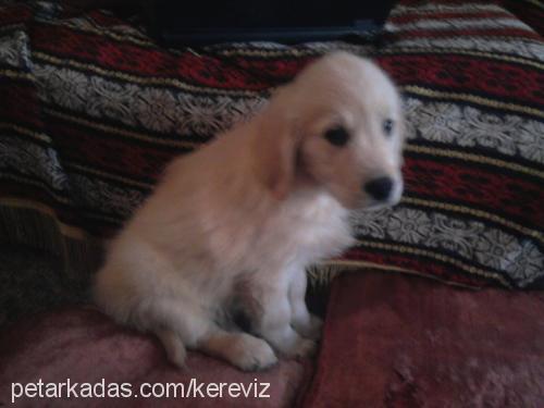 köpük Dişi Golden Retriever