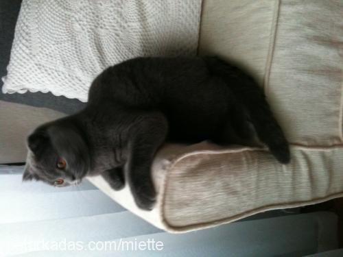 peluş Dişi Scottish Fold