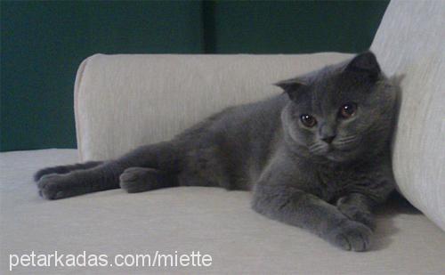 peluş Dişi Scottish Fold