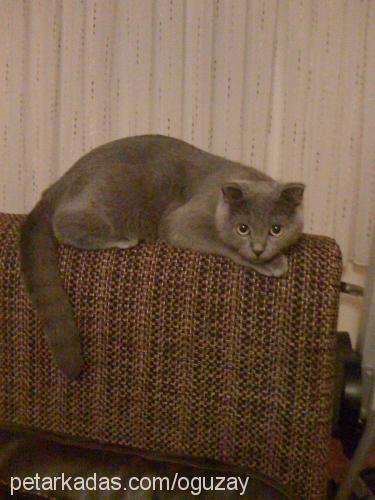 müdür Erkek British Shorthair