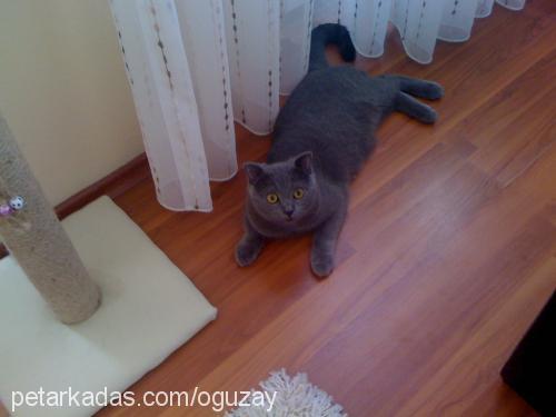 müdür Erkek British Shorthair