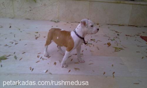 medusa Dişi Amerikan Pitbull Terrier