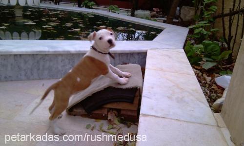 medusa Dişi Amerikan Pitbull Terrier