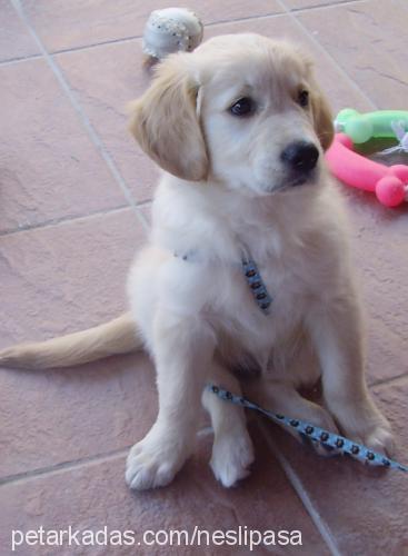 paşa Erkek Golden Retriever