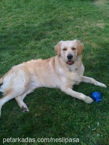 paşa Erkek Golden Retriever