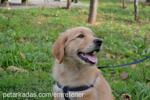 vincent Erkek Golden Retriever