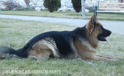 haydut Erkek Alman Çoban Köpeği