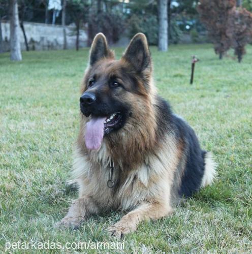 haydut Erkek Alman Çoban Köpeği