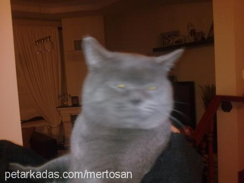 gümüş Dişi British Shorthair