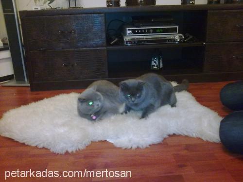 gümüş Dişi British Shorthair