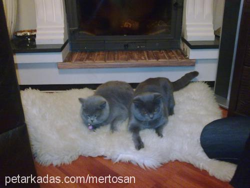 gümüş Dişi British Shorthair